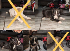 Staffordshire bulldog/terrier/collie mix puppys