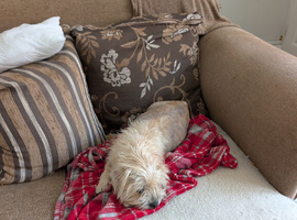 Puppy's for loving home
