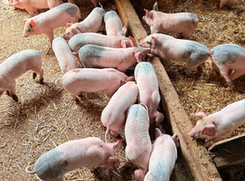 Saddleback cross Welsh weaners