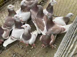 Bricoux pigeons
