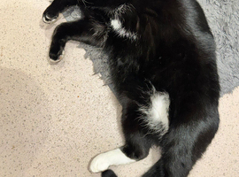 Rambo Black/white male cat