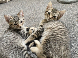 2 gorgeous 12 week old silver tabby brother and sister