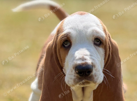 Quality KC REG. Basset pup