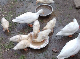 White calling ducks