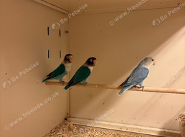 Trio of Lovebirds