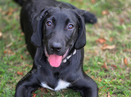 6 month male sprockerdor