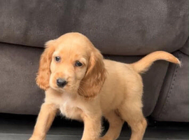 Cocker Spaniel Puppies