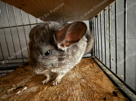 Female violent chin for sale