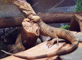 Guatamalan spiny tailed iguana