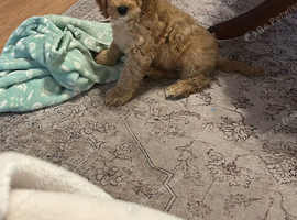 Cavapoo puppy