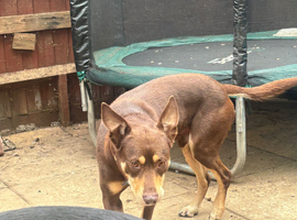 My beloved kelpie