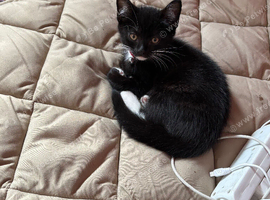 2 little boy kittens , &pound;75 each or &pound;150 for both