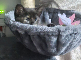 Two female cats need a forever home
