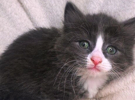 Mix fur kittens
