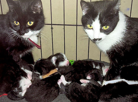 Black & White Tuxedo Kittens &ndash; Litter Trained &ndash; Flea & Worm Treated
