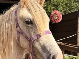 Stunning yearling filly