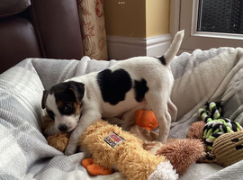 JACK RUSSELL TERRIER PUPS FOR SALE
