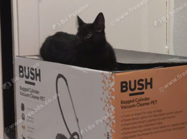 2 female kitten for sale
