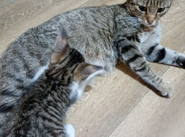 Bengal crosses