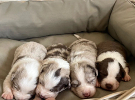 lovely bordie puppies