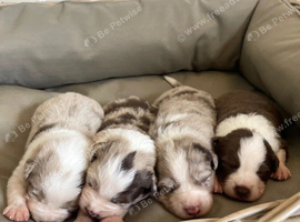 Beautiful bordie collie puppies