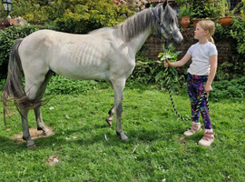 Welsh section b gelding