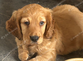 Beautiful red boy cockapoo