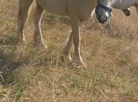 palomino colt