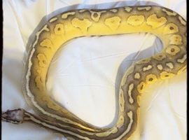 Butter/pastel female