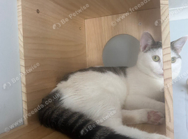 gentle loving cat