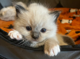 GCCF Ragdoll Kittens
