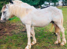 Spotty x cob gelding