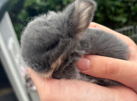 3 Baby mini lops