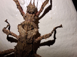 hesperophasma sp. la cienaga ova x 15