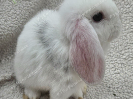 Pure bred Mini Lops