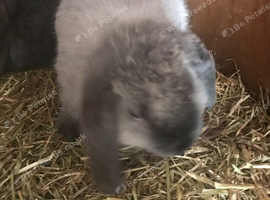 2 beautiful baby mini lop