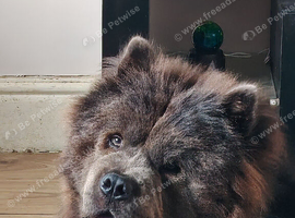 Male Chow chow