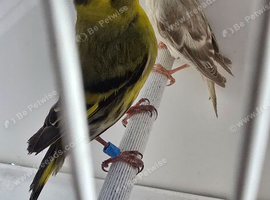 BEAUTIFUL PAIR SISKIN MUTATION