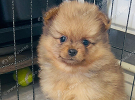 Tiny Pomeranian puppies