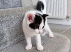 White kitten