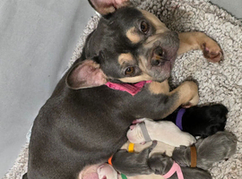Kc registered French bulldogs