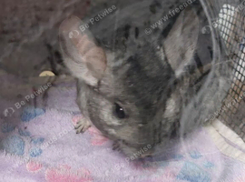Two Bonded Female Chinchilla