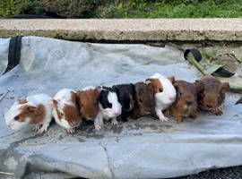 9 baby sows