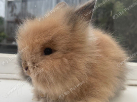 Purebred double maned lionheads