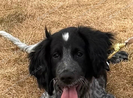 6 month old sprocker puppy