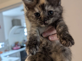 Gorgeous 3/4 maine coon kittens, each come with kitten pack