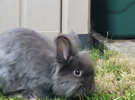 Grey Lionhead Rabbits (Male & Female, 9 Months Old) &ndash; &pound;20 each