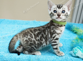 Superb Bengal Kittens