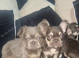 Kc reg French bulldog puppies