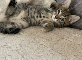 1 Tabby Girl left to go now
